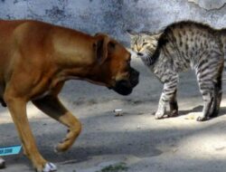 Viral Anjing Gigit Kucing di Bandung, Polisi Imbau Pemilik Hewan Lebih Bertanggung Jawab