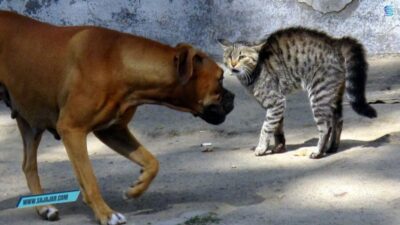 Viral Anjing Gigit Kucing di Bandung, Polisi Imbau Pemilik Hewan Lebih Bertanggung Jawab